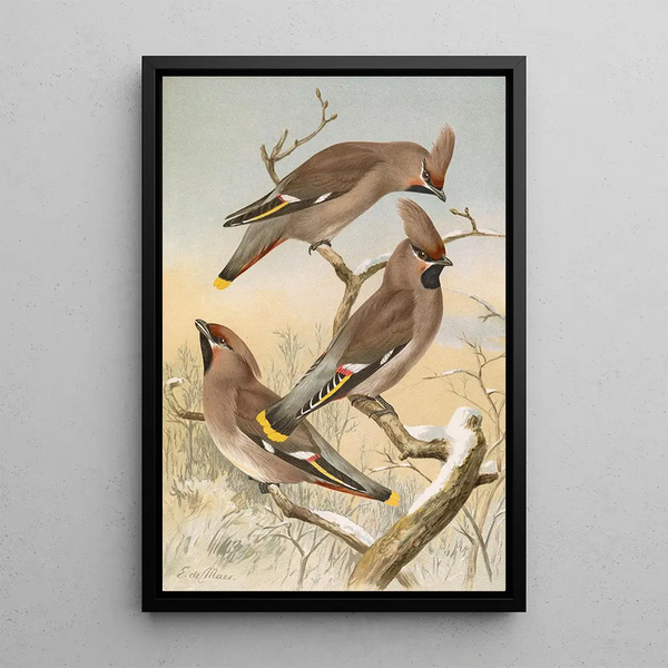 Ampelis garrulus - Johann Friedrich Naumann — framed artwork on a wall