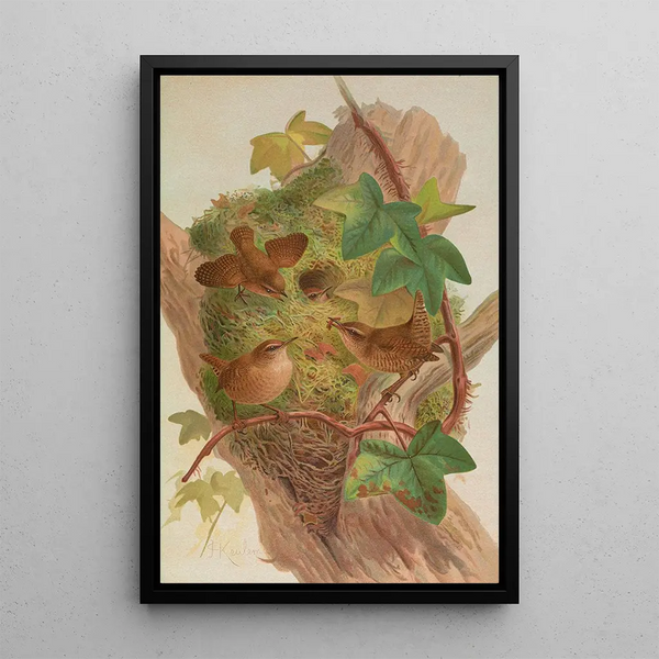 Anorthura troglodytes - Johann Friedrich Naumann — framed artwork on a wall
