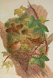 Anorthura troglodytes - Johann Friedrich Naumann — artwork view