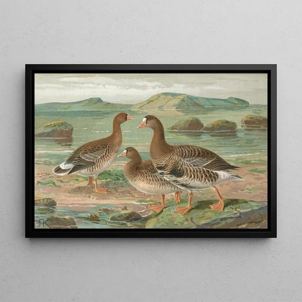 Anser albifrons - Johann Friedrich Naumann — framed artwork on a wall