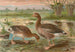 Anser anser - Johann Friedrich Naumann — artwork view