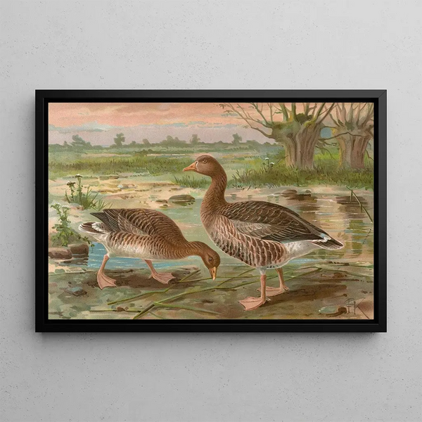 Anser anser - Johann Friedrich Naumann — framed artwork on a wall