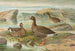 Dwarf Goose - Johann Friedrich Naumann — artwork view