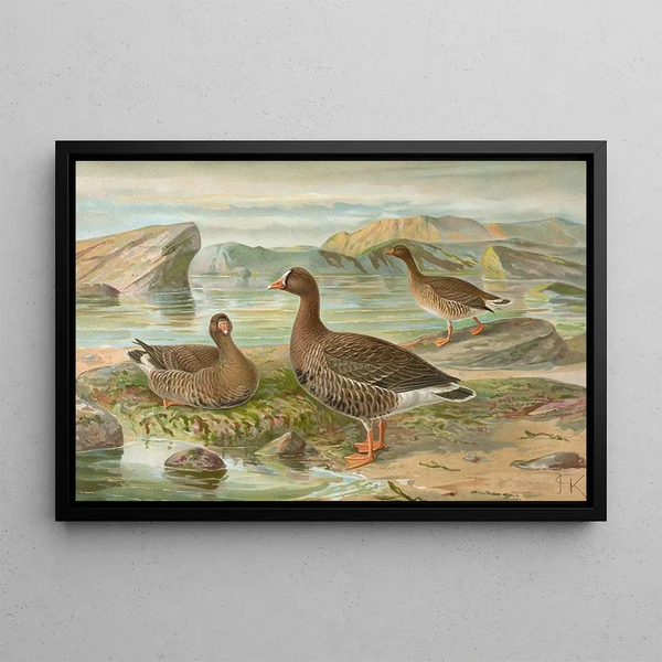 Dwarf Goose - Johann Friedrich Naumann — framed artwork on a wall