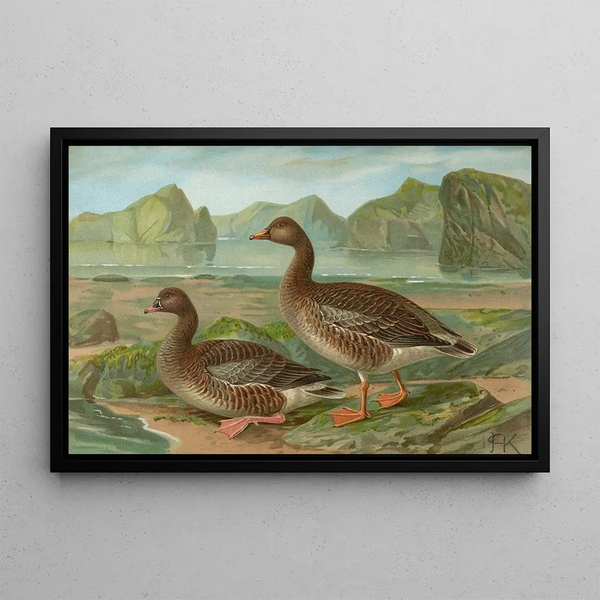 Anser fabalis Lath - Johann Friedrich Naumann — framed artwork on a wall