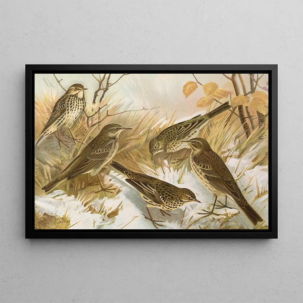 Anthus pratensis cervinus spipoletta obscurus - Johann Friedrich Naumann — framed artwork on a wall