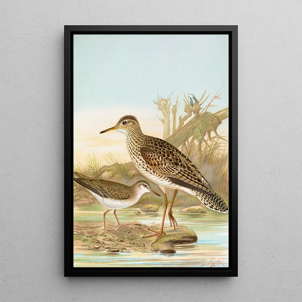 Bartramia longicauda Tringoides macularius - Johann Friedrich Naumann — framed artwork on a wall