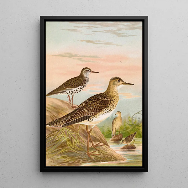 Bartramia longicauda Tringoides macularius Tryngites rufescens - Johann Friedrich Naumann — framed artwork on a wall