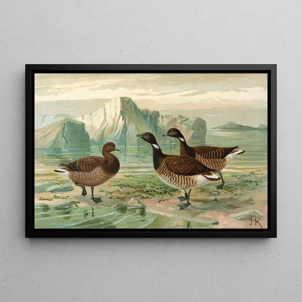 Branta bernicla - Johann Friedrich Naumann — framed artwork on a wall