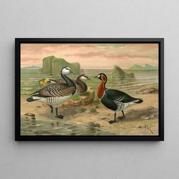 Bernache nonnette - Johann Friedrich Naumann — framed artwork on a wall