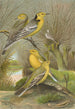 Budytes citreolus Budytes campestris - Johann Friedrich Naumann — artwork view