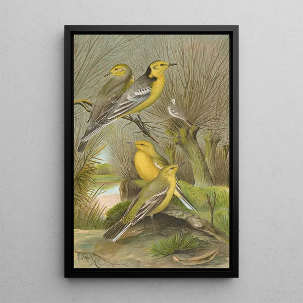 Budytes citreolus Budytes campestris - Johann Friedrich Naumann — framed artwork on a wall