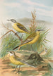 Budytes flavus - Johann Friedrich Naumann — artwork view