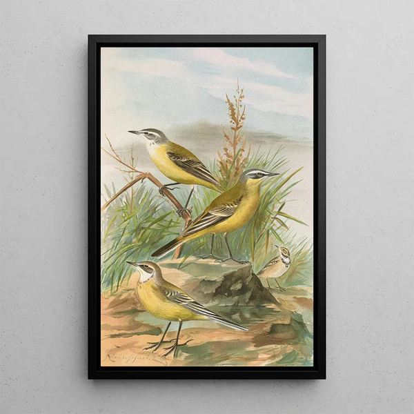 Budytes flavus - Johann Friedrich Naumann — framed artwork on a wall
