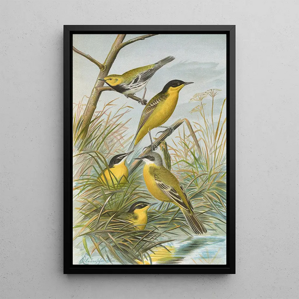 Budytes flavus cinereocapillus Savi melanocephalus Lichtenstein melanocephalus xanthophrys Dendroeca virens - Johann Friedrich Naumann — framed artwork on a wall