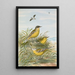 Budytes taivanus Swinhoe Budytes flavus beema Sykes Budytes flavus borealis - Johann Friedrich Naumann — framed artwork on a wall