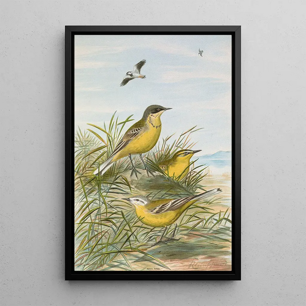 Budytes taivanus Swinhoe Budytes flavus beema Sykes Budytes flavus borealis - Johann Friedrich Naumann — framed artwork on a wall