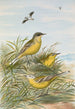 Budytes taivanus Swinhoe Budytes flavus beema Sykes Budytes flavus borealis - Johann Friedrich Naumann — artwork view