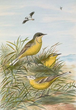 Johann Friedrich Naumann - Budytes taivanus Swinhoe Budytes flavus beema Sykes Budytes flavus borealis.webp