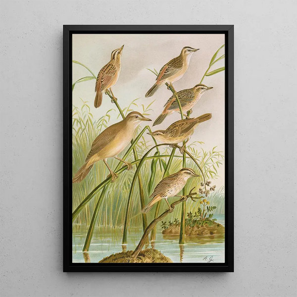 Calamodus schoenobaenus aquaticus arundinaceus - Johann Friedrich Naumann — framed artwork on a wall