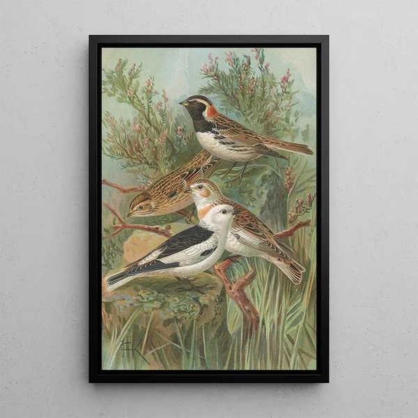 Calcarius lapponicus Plectrophenax nivalis - Johann Friedrich Naumann — framed artwork on a wall