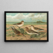 Calidris arenaria Limicola platyrhynchus - Johann Friedrich Naumann — framed artwork on a wall