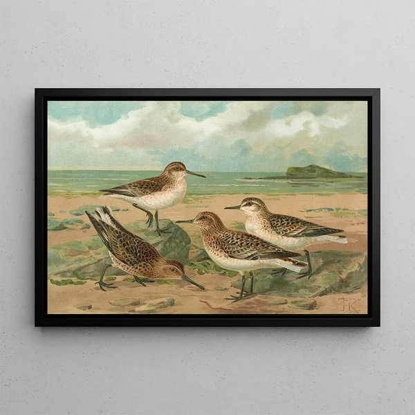 Calidris arenaria Limicola platyrhynchus - Johann Friedrich Naumann — framed artwork on a wall