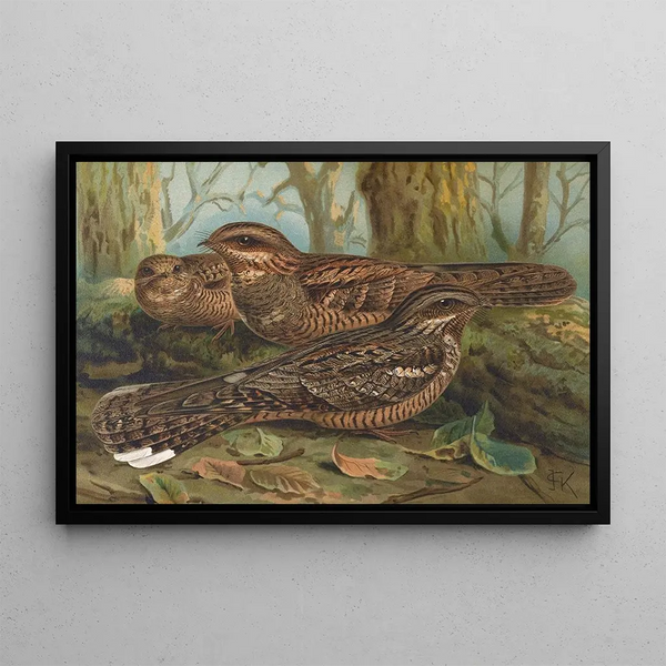 European Nightjar - Johann Friedrich Naumann — framed artwork on a wall