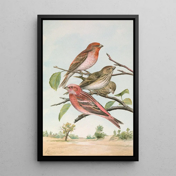 Carpodacus erythrinus Pall Carpodacus roseus - Johann Friedrich Naumann — framed artwork on a wall
