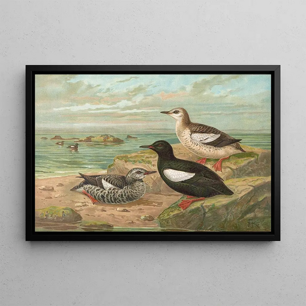 Cepphus grylle L Gryllteiste - Johann Friedrich Naumann — framed artwork on a wall