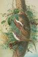 Certhia familiaris Certhia familiaris brachydactyla - Johann Friedrich Naumann — artwork view