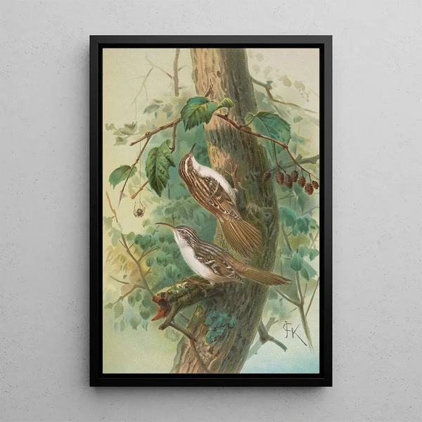 Certhia familiaris Certhia familiaris brachydactyla - Johann Friedrich Naumann — framed artwork on a wall