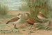 Charadrius alexandrinus Charadrius morinellus - Johann Friedrich Naumann — artwork view