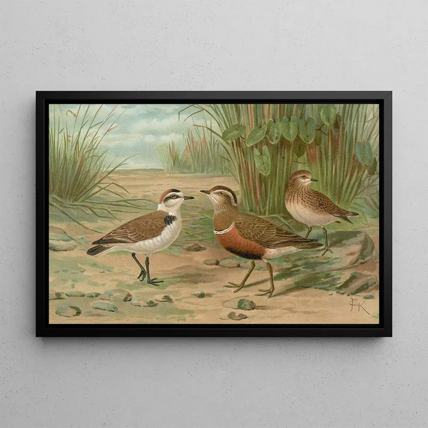 Charadrius alexandrinus Charadrius morinellus - Johann Friedrich Naumann — framed artwork on a wall