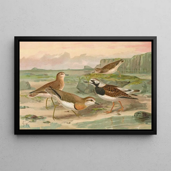 Charadrius asiaticus Arenaria interpres - Johann Friedrich Naumann — framed artwork on a wall