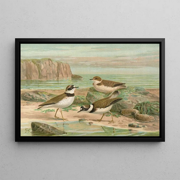Charadrius dubius Scop - Johann Friedrich Naumann — framed artwork on a wall
