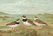 Charadrius hiaticula - Johann Friedrich Naumann — artwork view