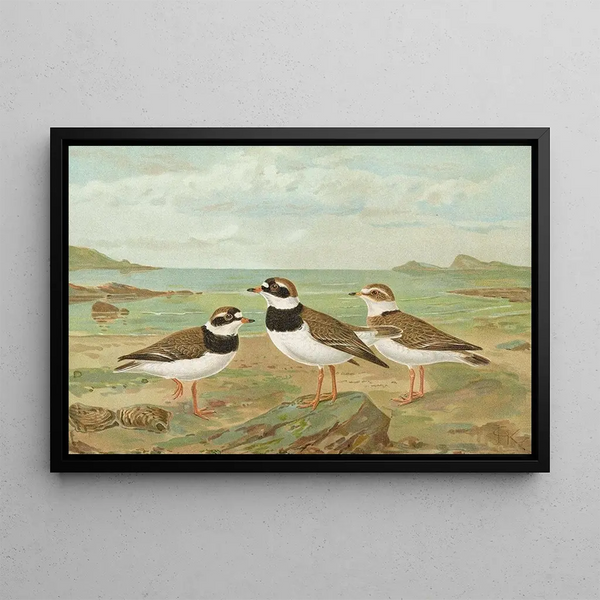 Charadrius hiaticula - Johann Friedrich Naumann — framed artwork on a wall