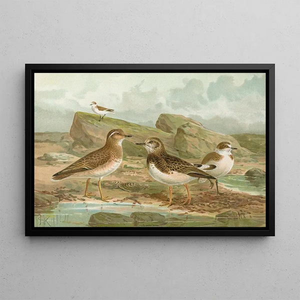 Charadrius morinellus Arenaria interpres Charadrius alexandrinus - Johann Friedrich Naumann — framed artwork on a wall