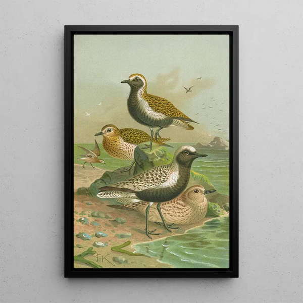 Charadrius pluvialis Charadrius squatarola - Johann Friedrich Naumann — framed artwork on a wall