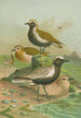 Charadrius pluvialis Charadrius squatarola - Johann Friedrich Naumann — artwork view