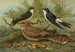 Window Swallow Painting Egyptian Nightjar Lichtenstein - Johann Friedrich Naumann — artwork view