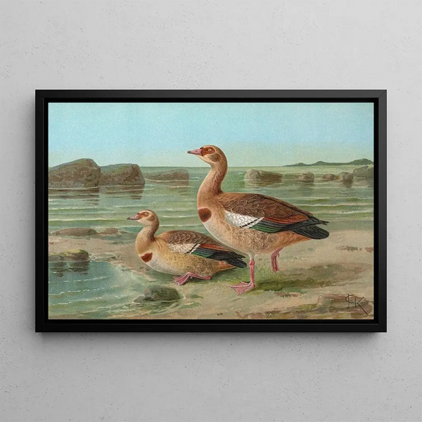 Chenalopex aegyptiacus - Johann Friedrich Naumann — framed artwork on a wall