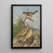 Chloris sinica Passer petronius - Johann Friedrich Naumann — framed artwork on a wall