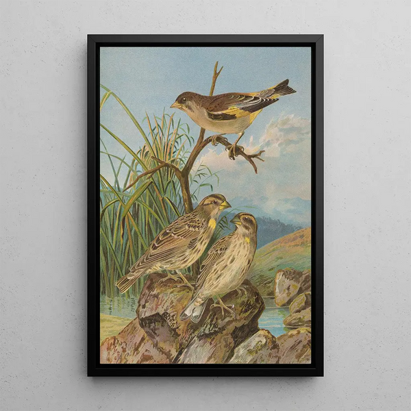 Chloris sinica Passer petronius - Johann Friedrich Naumann — framed artwork on a wall