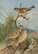 Chloris sinica Passer petronius - Johann Friedrich Naumann — artwork view