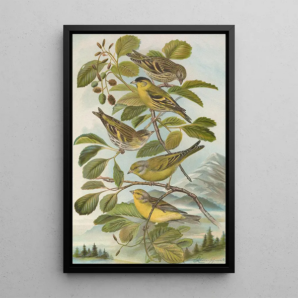 Chrysomitris spinus Chrysomitris citrinella Chrysomitris corsicanus - Johann Friedrich Naumann — framed artwork on a wall