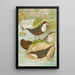 Cinclus cinclus aquaticus Cinclus cinclus Cinclus Pallasi Temm - Johann Friedrich Naumann — framed artwork on a wall
