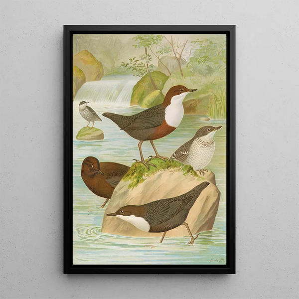 Cinclus cinclus aquaticus Cinclus cinclus Cinclus Pallasi Temm - Johann Friedrich Naumann — framed artwork on a wall