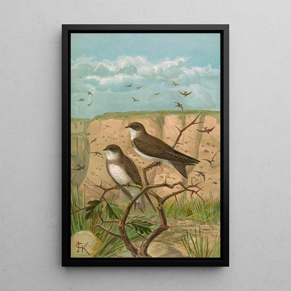 Clivicola riparia - Johann Friedrich Naumann — framed artwork on a wall